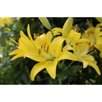   Fresh Lily Flower